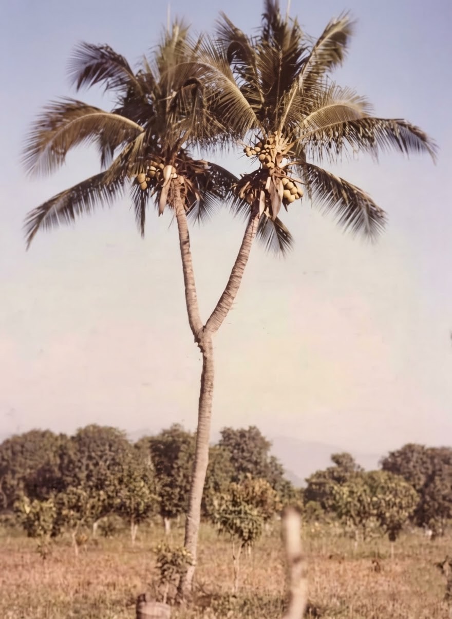 Nayarit — Palma Cuata